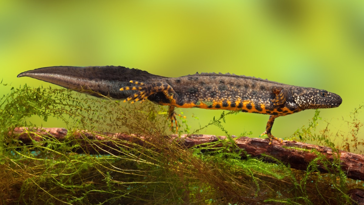 CRM Software for Ecology Consultancies