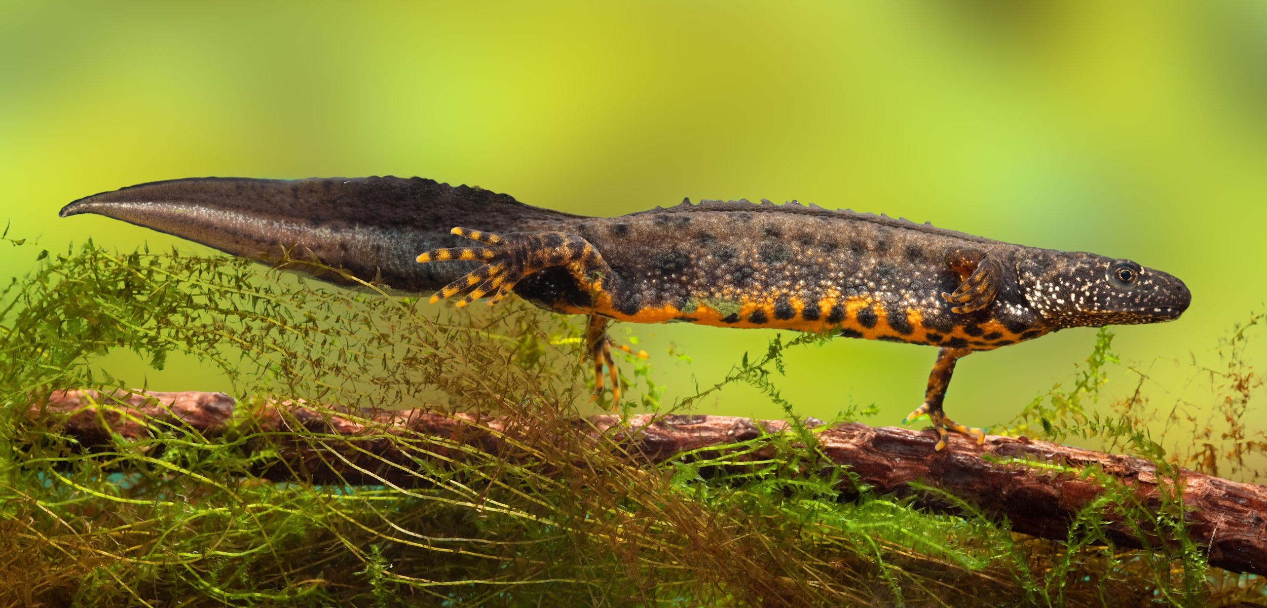 CRM Software for Ecology Consultancies